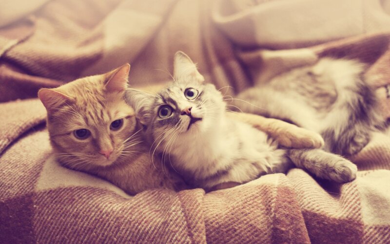 Two Cats on Blanket — Brown