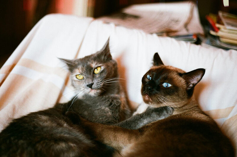 Two Cats on Blanket — Gray