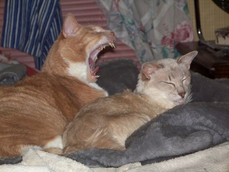 Two Cats on Blanket — Orange