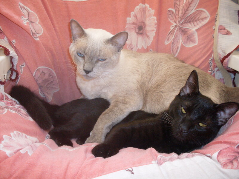Two Cats on Blanket