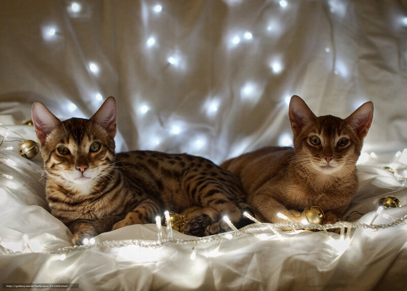 Two Cats on Blanket — White