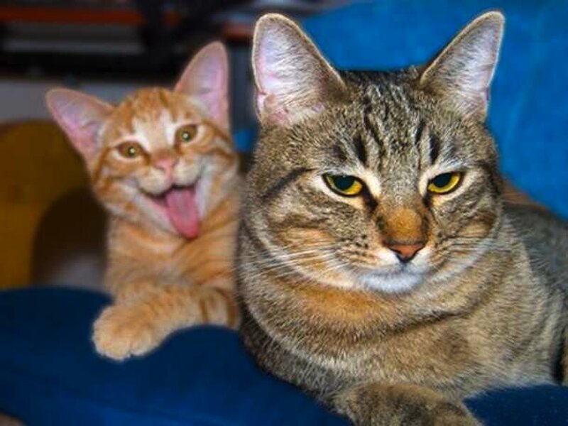 Two Cats on Blue Surface
