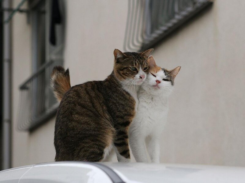 Two Cats on Car
