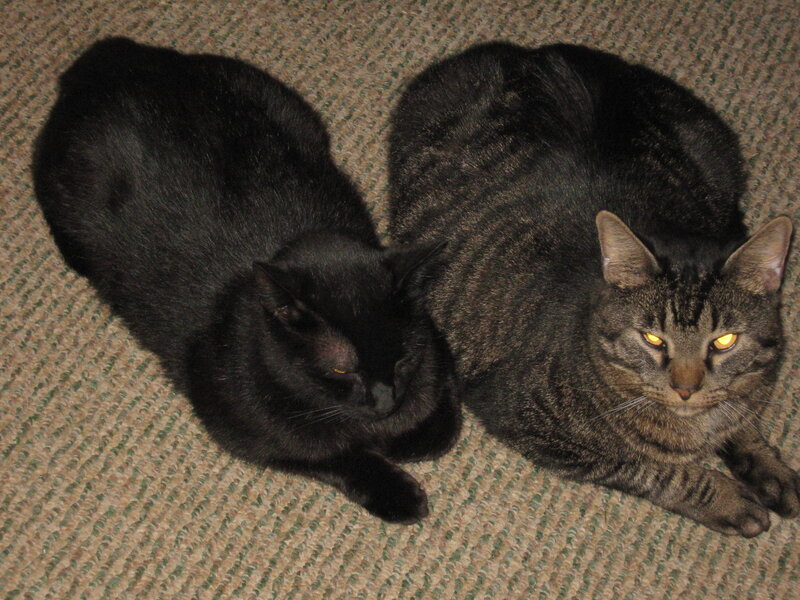 Two Cats on Carpet — Black
