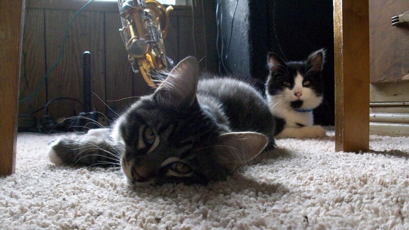 Two Cats on Carpet — Gray