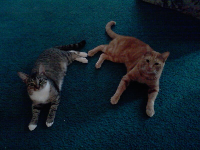 Two Cats on Carpet