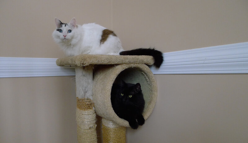 Two Cats on Cat Tree — Beige