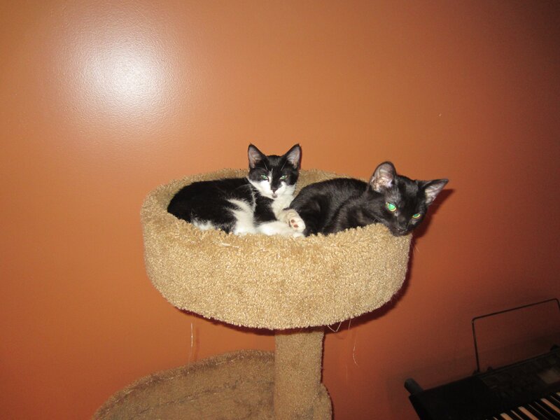 Two Cats on Cat Tree — Orange
