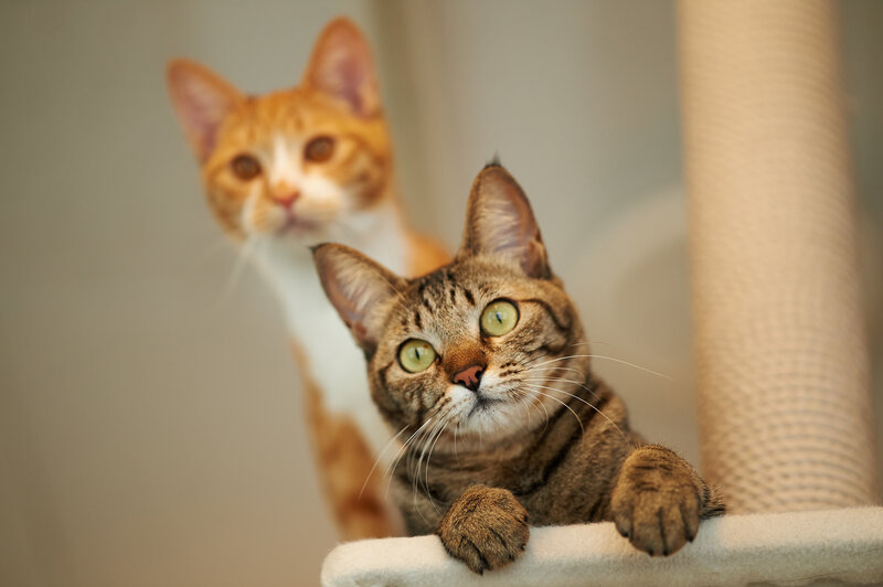 Two Cats on Cat Tree