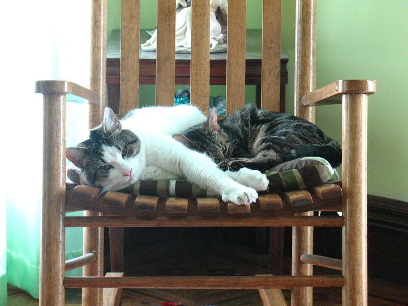 Two Cats on Chair — Brown