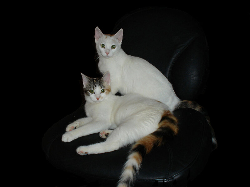 Two Cats on Chair