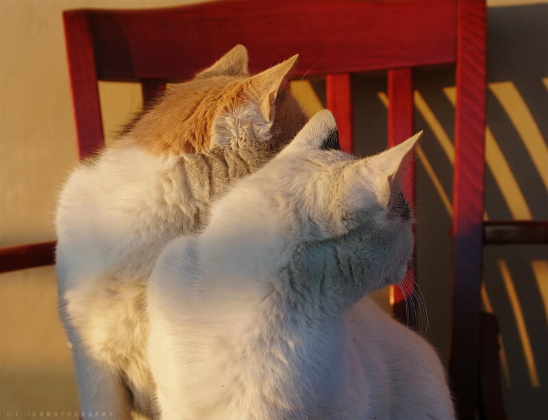 Two Cats on Chair — White