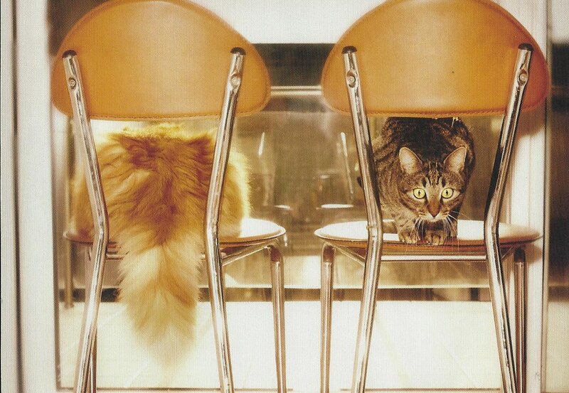 Two Cats on Chairs — Brown