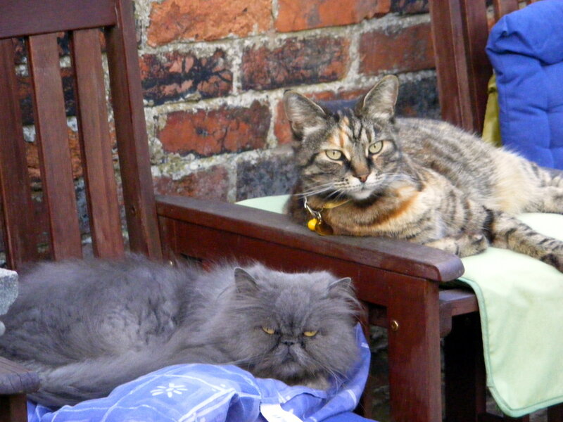 Two Cats on Chairs — Gray