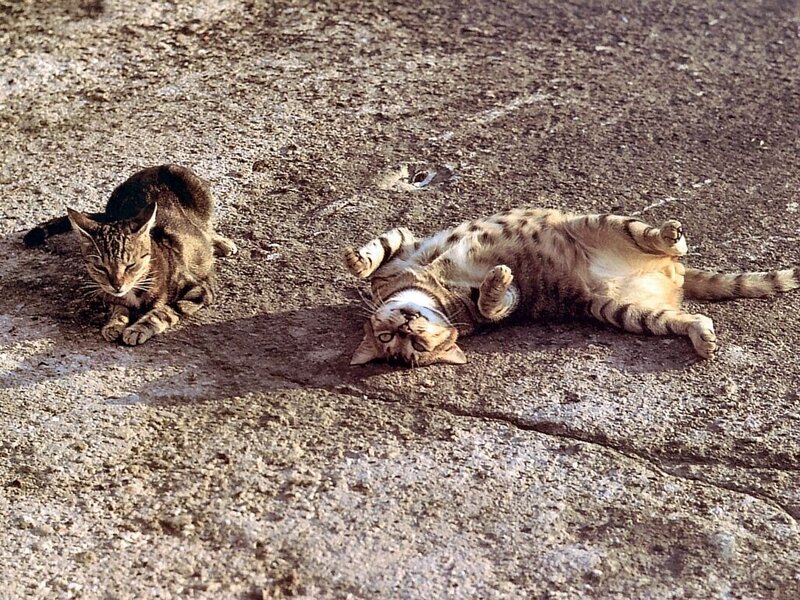 Two cats on concrete