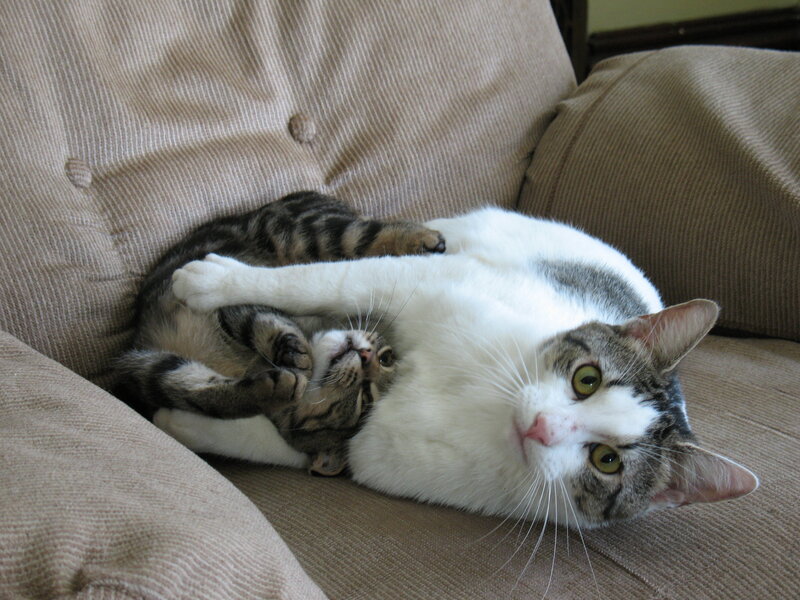 Two Cats on Couch — Beige