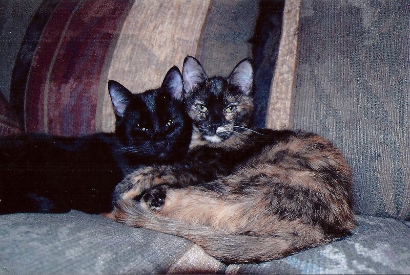 Two Cats on Couch — Black