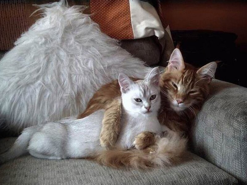 Two Cats on Couch — White