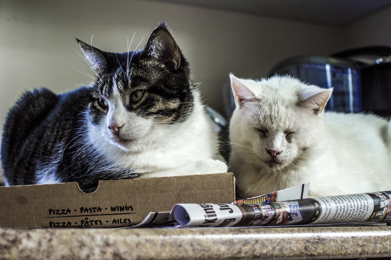 Two Cats on Counter