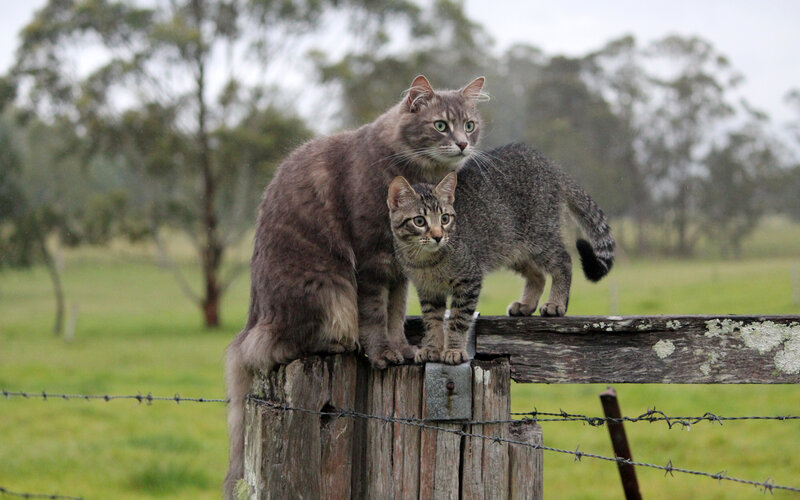 Two Cats on Fence