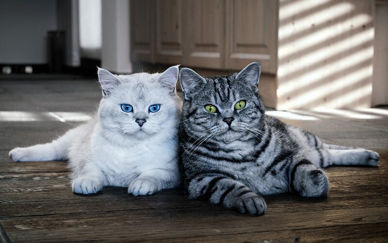 Two Cats on Floor — Gray
