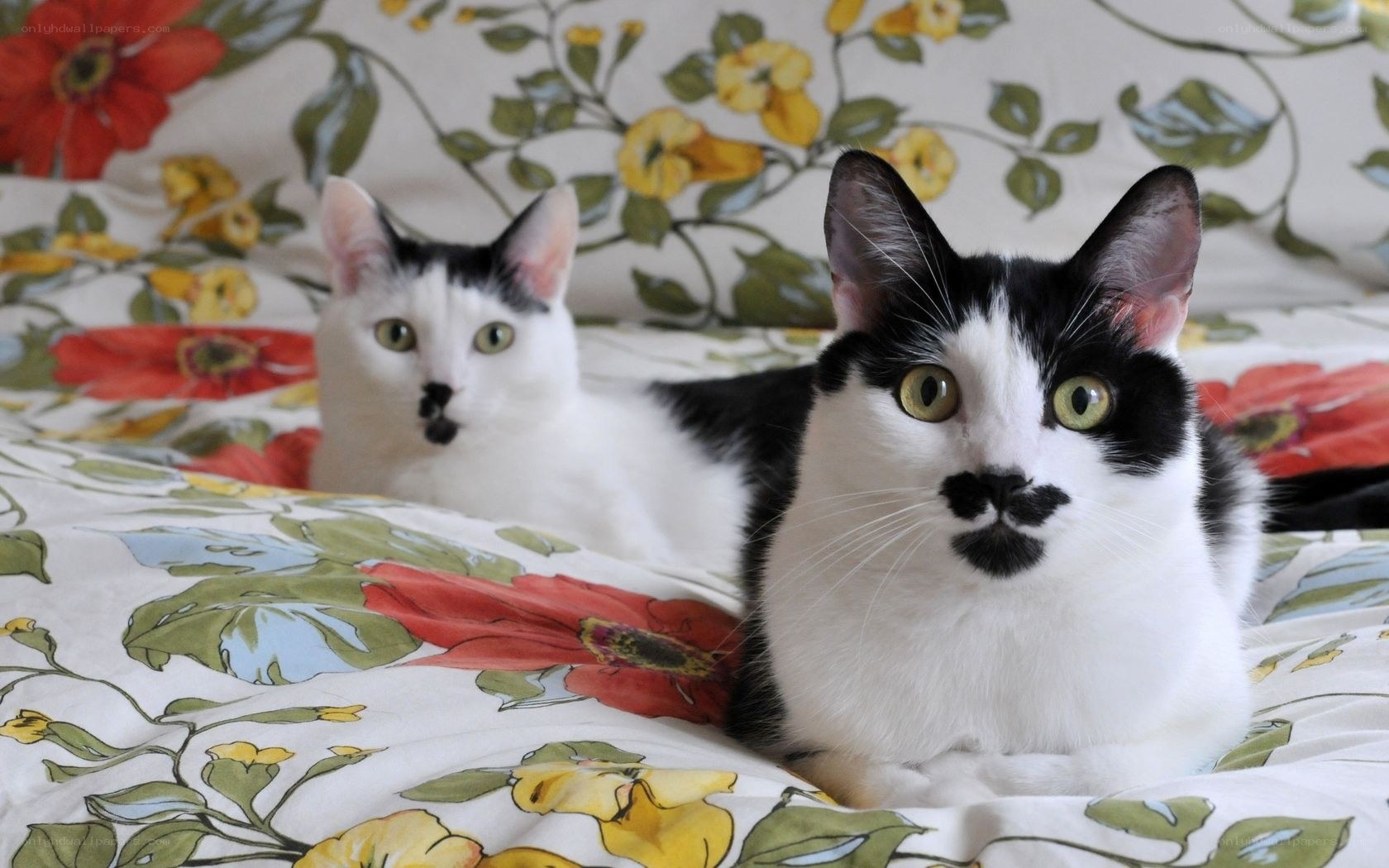 Two cats on floral bedding