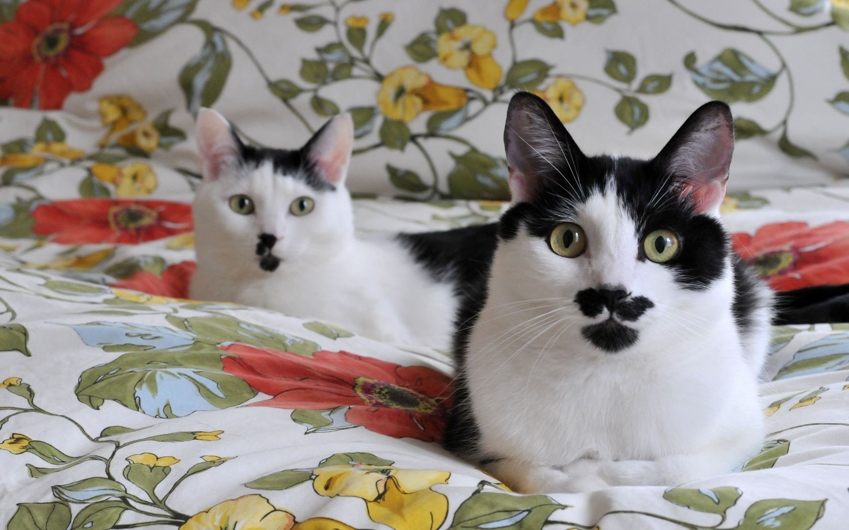 Two cats on floral bedding