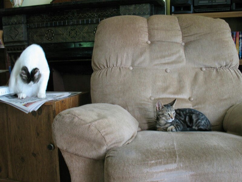 Two Cats on Furniture