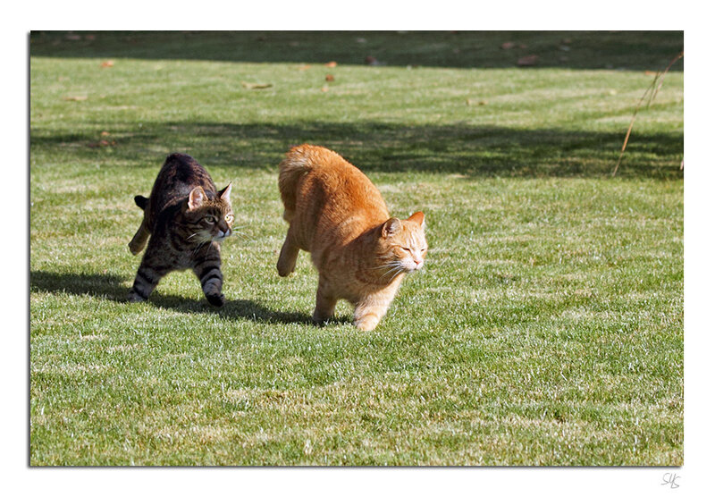 Two Cats on Grass