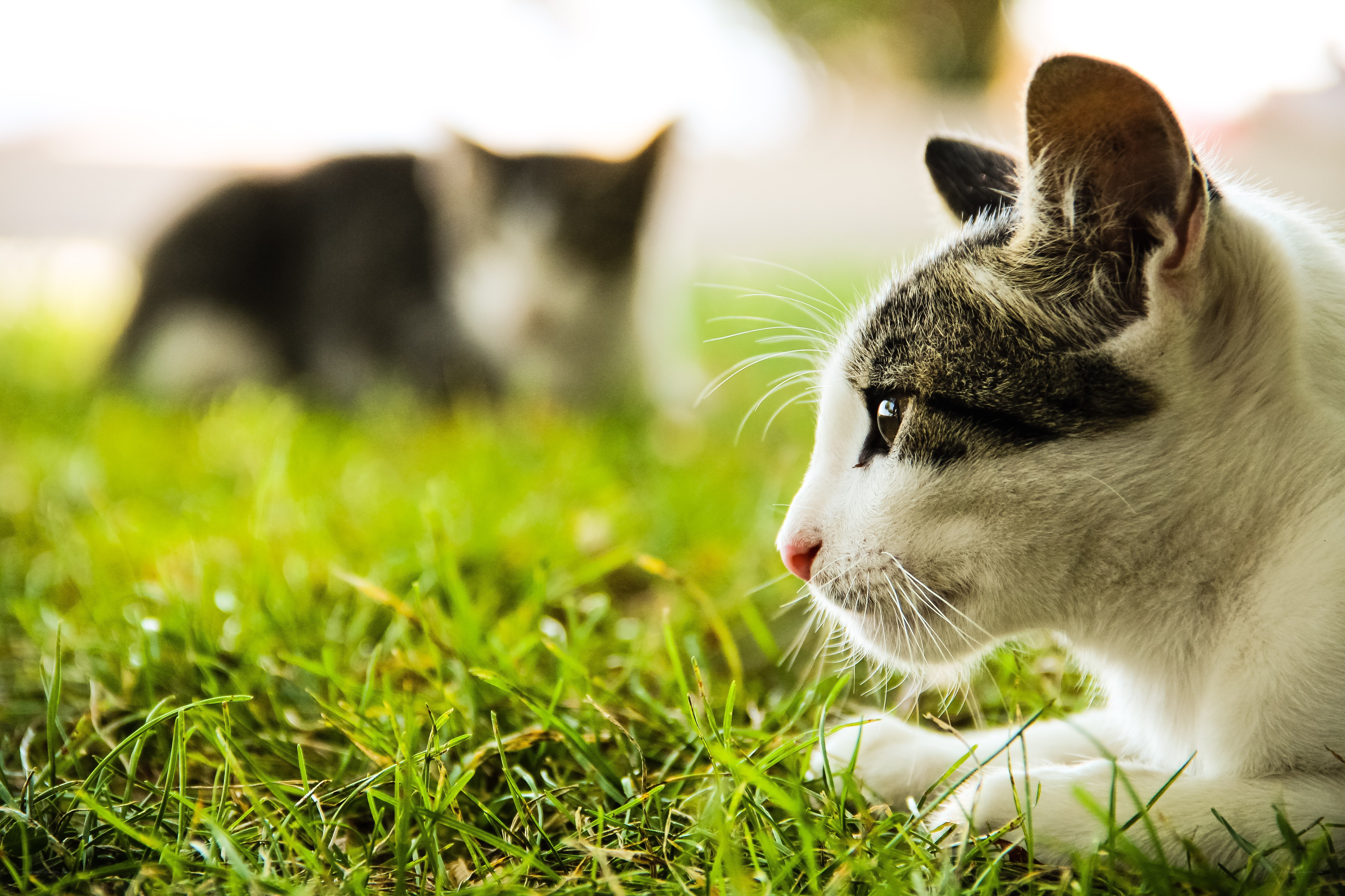 Two cats on green grass