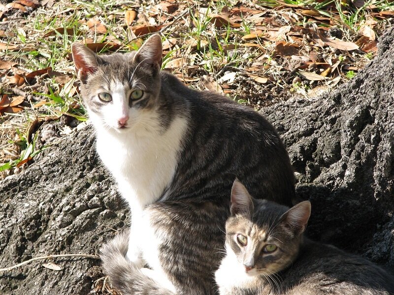 Two Cats on Ground