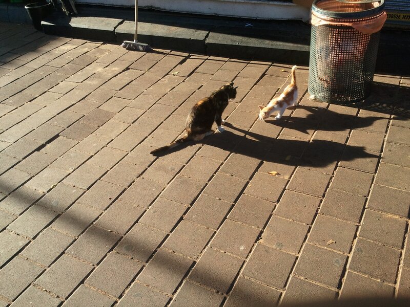 Two Cats on Pavement — Brown, Calm