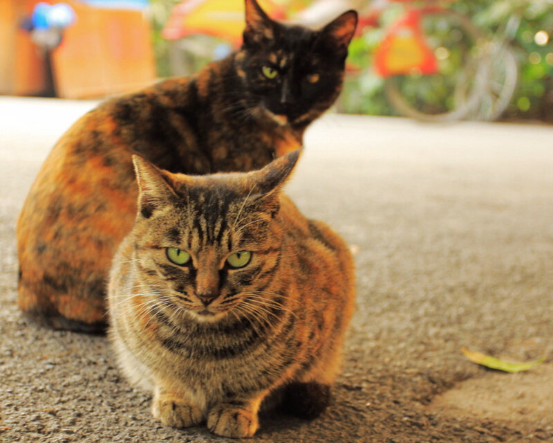 Two Cats on Pavement — Brown