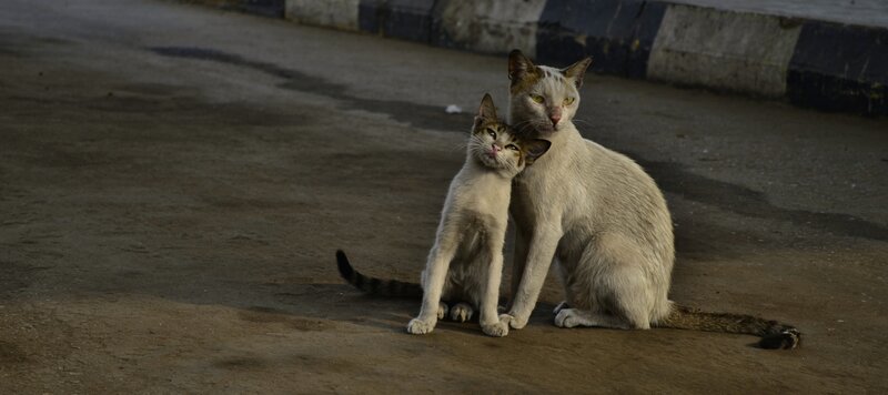Two Cats on Pavement — Gray