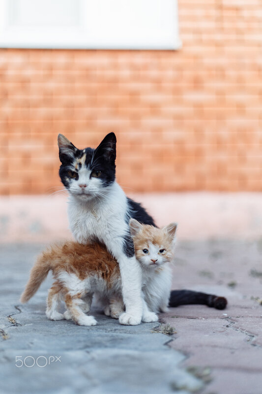 Two Cats on Pavement — White