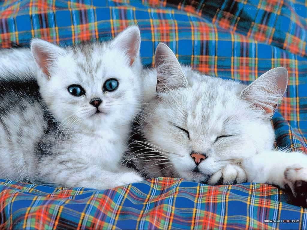 Two cats on plaid blanket