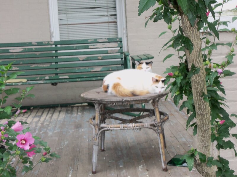 Two Cats on Porch — Green, Calm