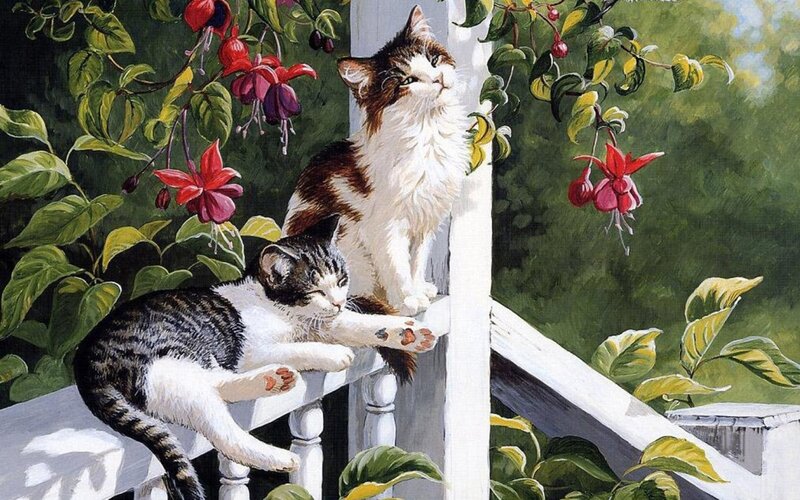 Two Cats on Porch