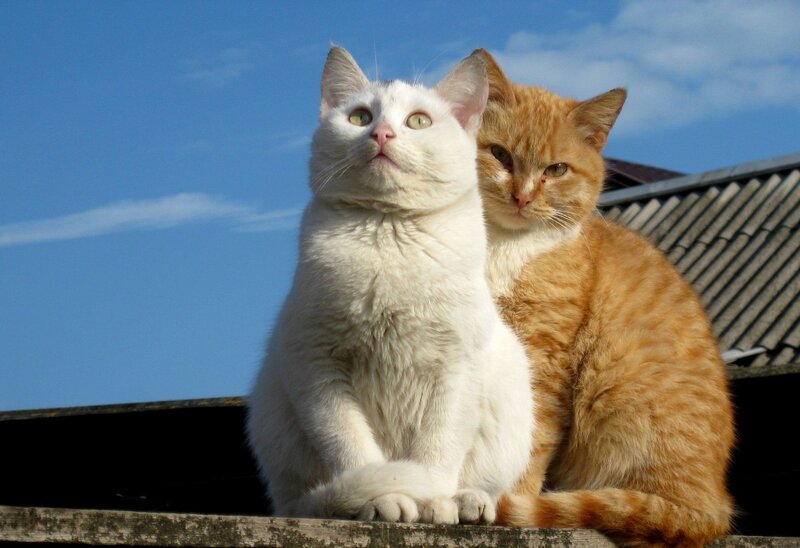 Two Cats on Roof