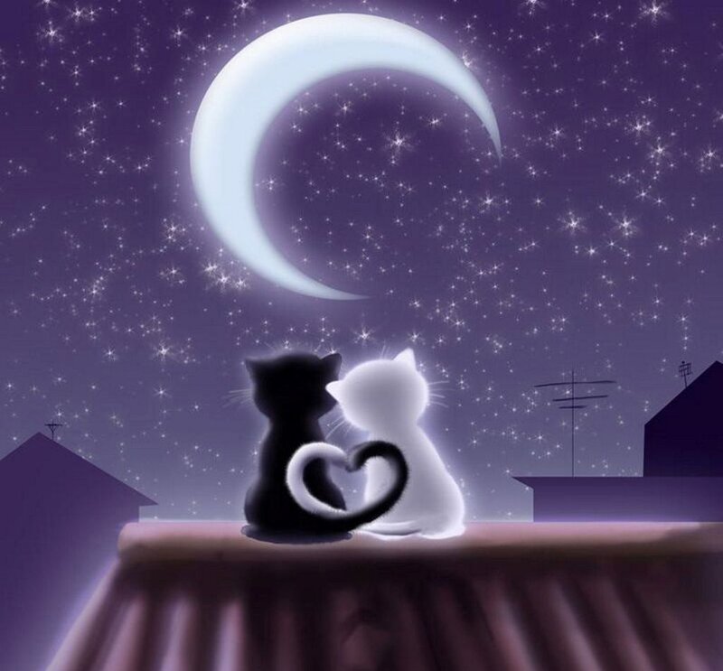 Two Cats on Rooftop — Purple