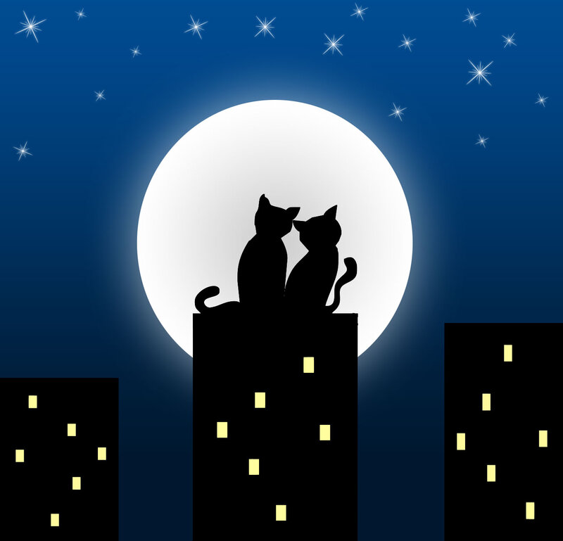 Two Cats on Rooftop