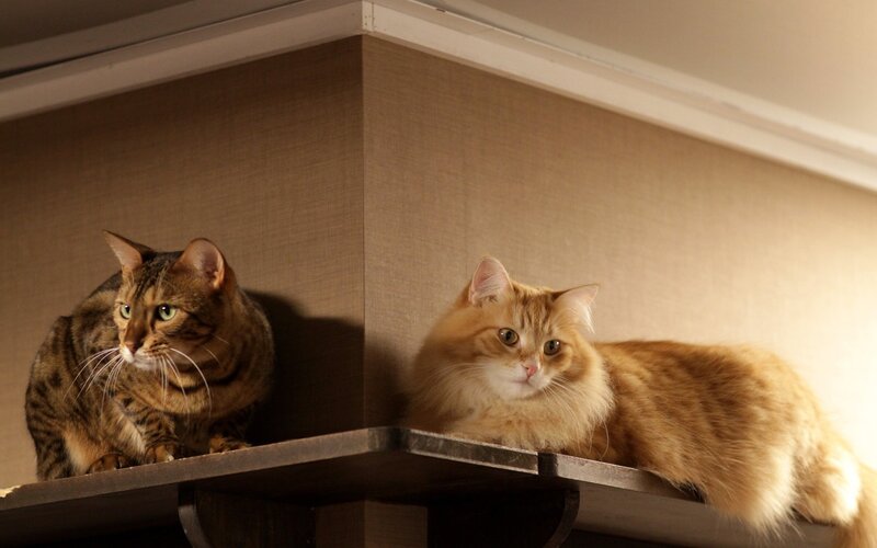 Two Cats on Shelf — Brown, Calm, Photograph, Wall