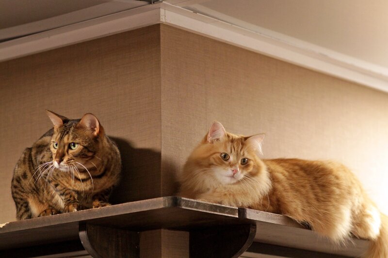 Two Cats on Shelf — Brown