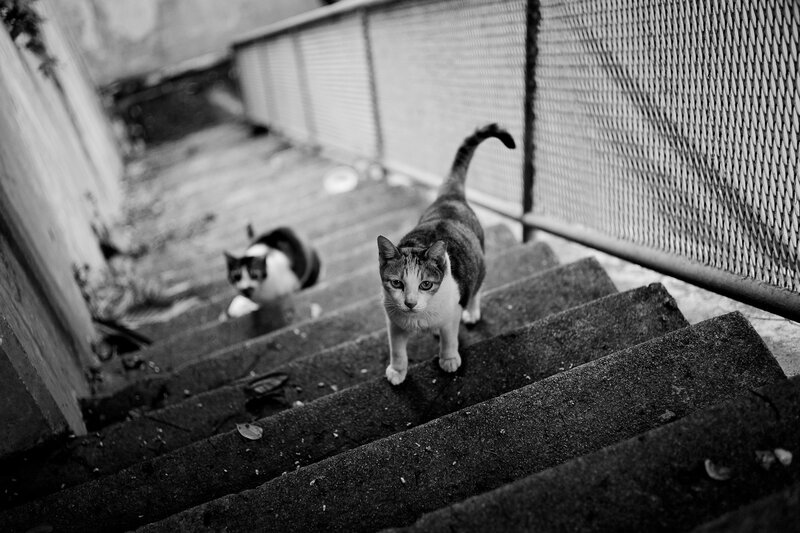 Two Cats on Stairs