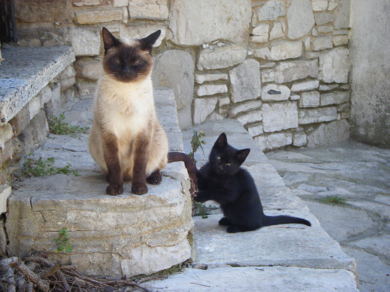 Two cats on stone steps