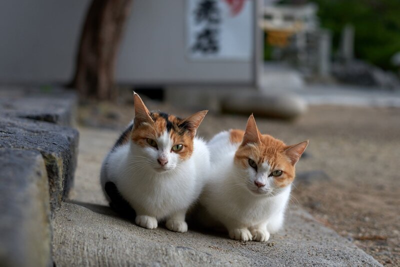Two Cats on Stone Steps — White