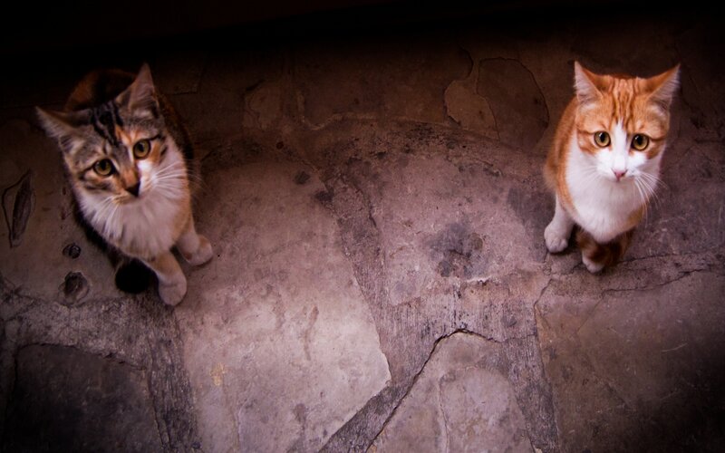 Two Cats on Stone