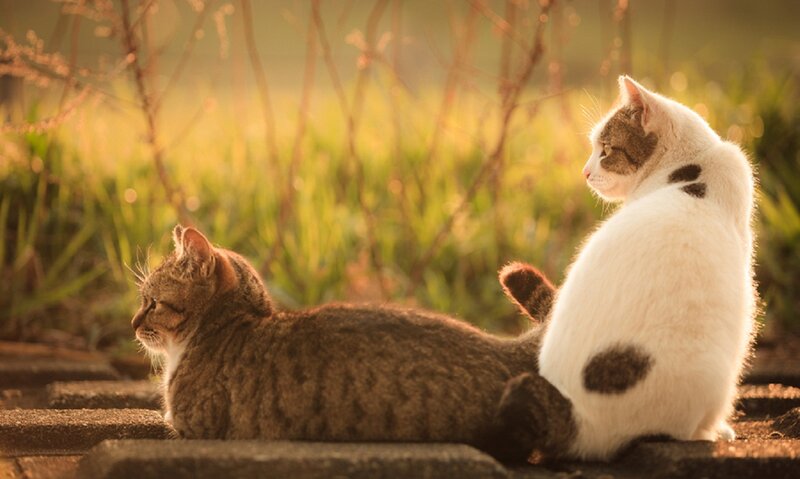 Two Cats on Stone — White