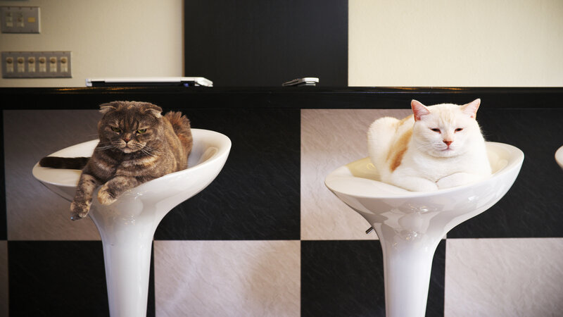 Two Cats on Stools
