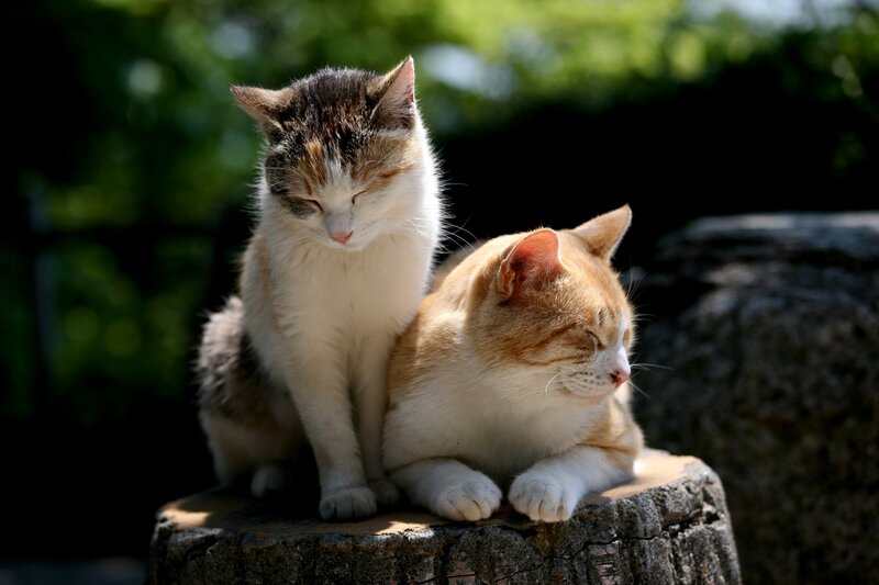 Two Cats on Stump